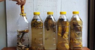 Bananenschalen in 1 Flasche Wasser einweichen