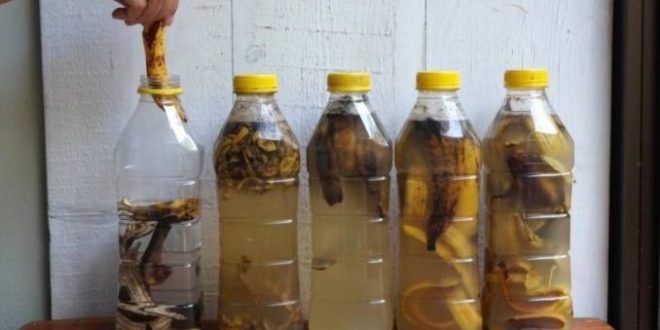 Bananenschalen in 1 Flasche Wasser einweichen